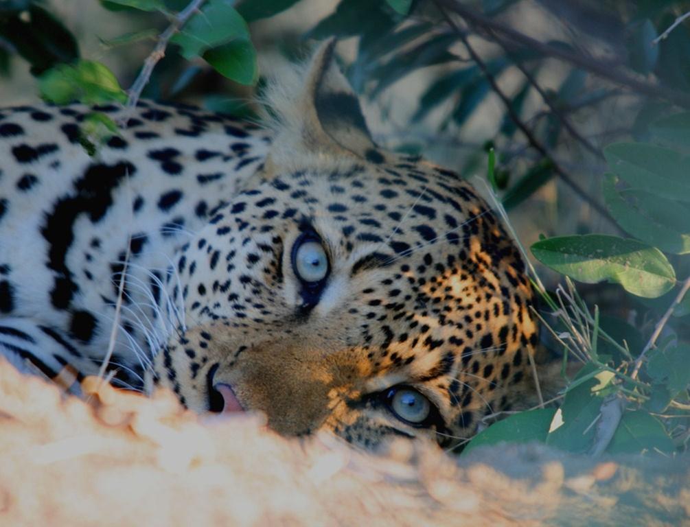 Kambaku Safari Lodge Timbavati Game Reserve Exterior photo